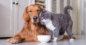 Vận chuyển thú cưng, động vật từ Hà Nội đi Sài Gòn