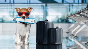 Dịch vụ vận chuyển thú cưng đi Australia chuyên nghiệp