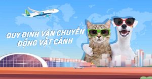 Vận chuyển thú cưng bằng đường hàng không