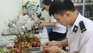 Kiểm Dịch Thực Vật Hàng Hóa Xuất Khẩu
