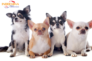 Gửi cún chihuahua từ Sài Gòn đi Nha Trang