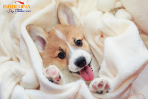 Vận chuyển Corgi từ Đồng Nai đi Nha Trang