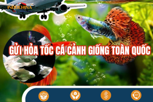 Vận Chuyển Hỏa Tốc Cá Cảnh Từ Sài Gòn Đi Hà Nội – Hướng Dẫn Đóng Gói & Lưu Ý Quan Trọng