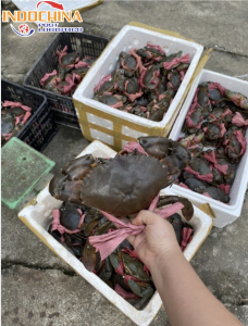 GỬI CUA CÀ MAU TỪ CẦN THƠ ĐI HÀ NỘI NHANH CHÓNG