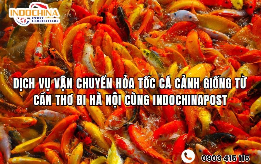 Vận Chuyển Cá Cảnh Giống Chuyên Nghiệp