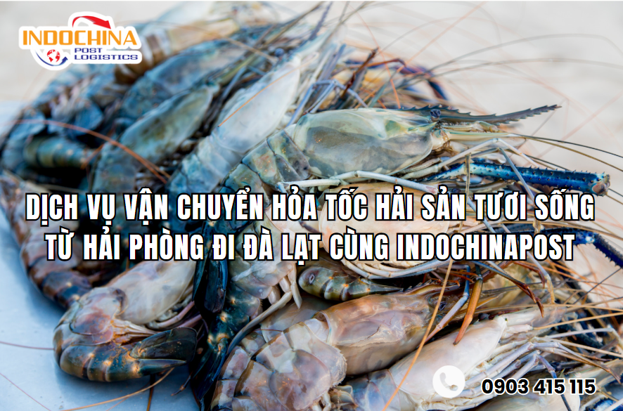 Dịch Vụ Vận Chuyển Hỏa Tốc Hải Sản Tươi Sống Từ Hải Phòng Đi Đà Lạt Cùng IndochinaPost