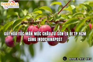 Gửi Hỏa Tốc Mận Mộc Châu Từ Sơn La Đi TP.HCM Cùng IndochinaPost