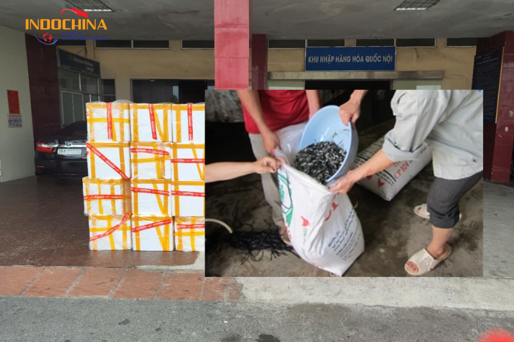 Lưu ý khi vận chuyển hỏa tốc cá giống bằng đường hàng không