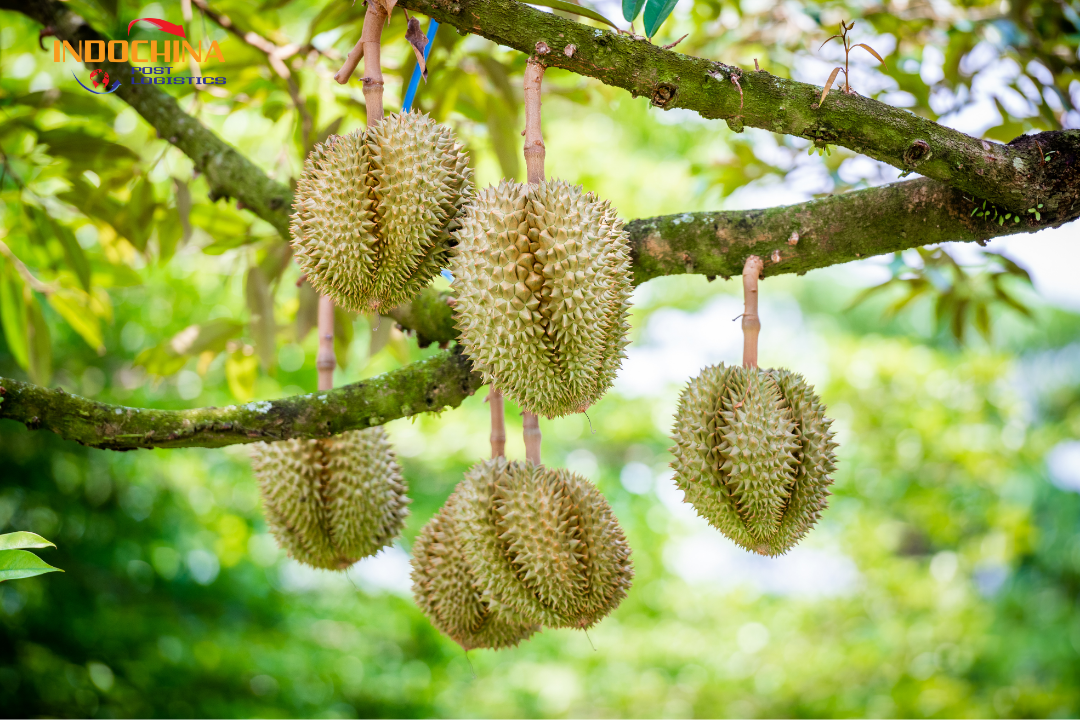 Vận chuyển hỏa tốc sầu riêng – Nhanh chóng, tươi ngon đến tận tay