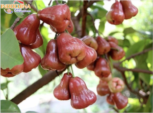 CHUYẾN PHÁT NHANH MẬN TỪ CẦN THƠ ĐI HÀ NỘI NHANH CHÓNG