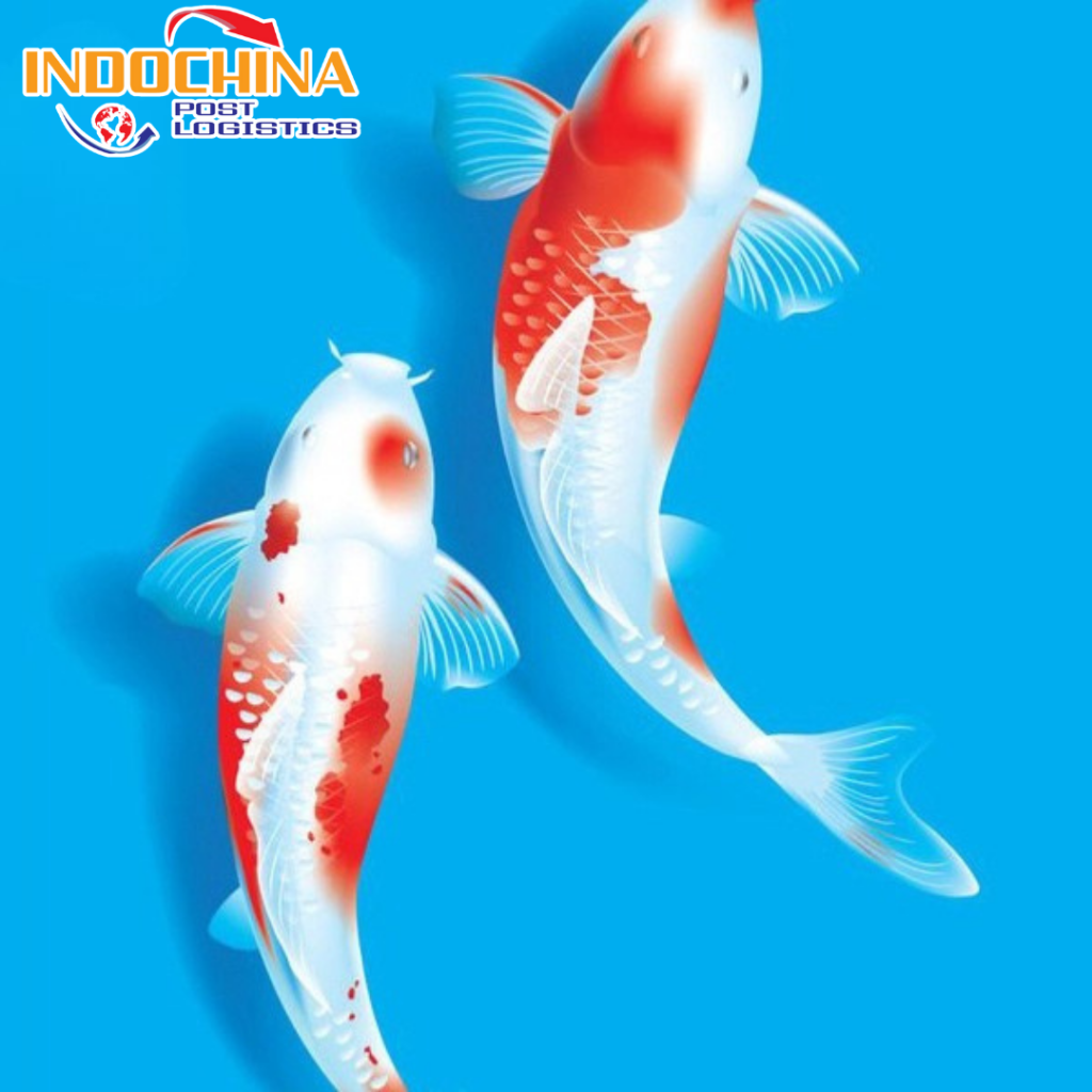 VẬN CHUYỂN CÁ
