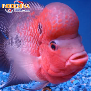VẬN CHUYỂN CÁ LA HÁN