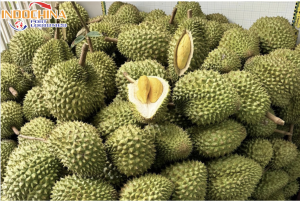 GỬI SẦU RIÊNG TỪ HỒ CHÍ MINH ĐI HUẾ NHANH CHÓNG, ĐẢM BẢO ĐỘ TƯƠI NGON
