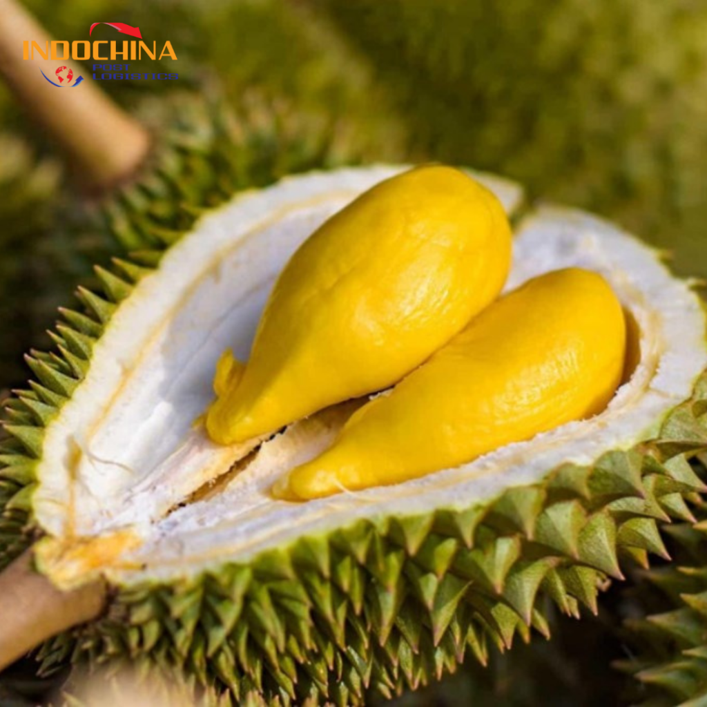 Vận Chuyển Sầu Riêng Từ Hà Nội Vào TP.HCM – Giao Nhanh, Giữ Nguyên Độ Tươi