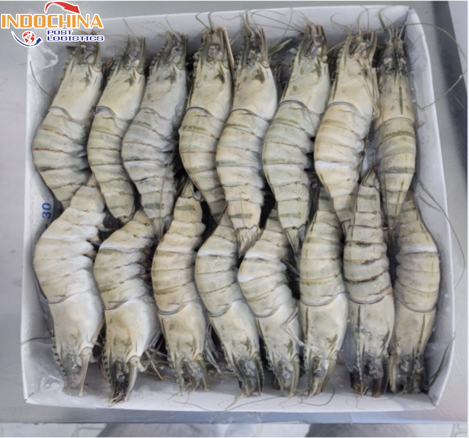 VẬN CHUYỂN TÔM ĐÔNG LẠNH TỪ CẦN THƠ ĐI HẢI PHÒNG NHANH CHÓNG