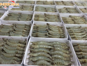 GỬI HÀNG TÔM ĐÔNG LẠNH TỪ HỒ CHÍ MINH ĐI QUẢNG BÌNH BẰNG ĐƯỜNG HÀNG KHÔNG