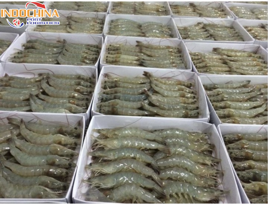 GỬI HÀNG TÔM ĐÔNG LẠNH TỪ HỒ CHÍ MINH ĐI QUẢNG BÌNH BẰNG ĐƯỜNG HÀNG KHÔNG