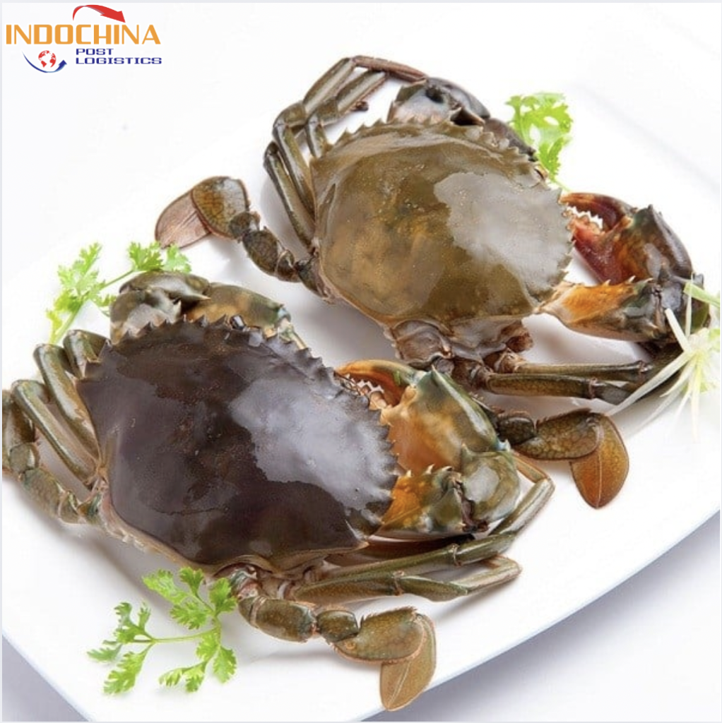 GỬI CUA ĐÔNG LẠNH TỪ CÀ MAU HOẢ TỐC ĐI HẢI PHÒNG NHANH CHÓNG