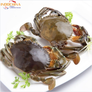 GỬI CUA ĐÔNG LẠNH TỪ CÀ MAU HOẢ TỐC ĐI HẢI PHÒNG NHANH CHÓNG