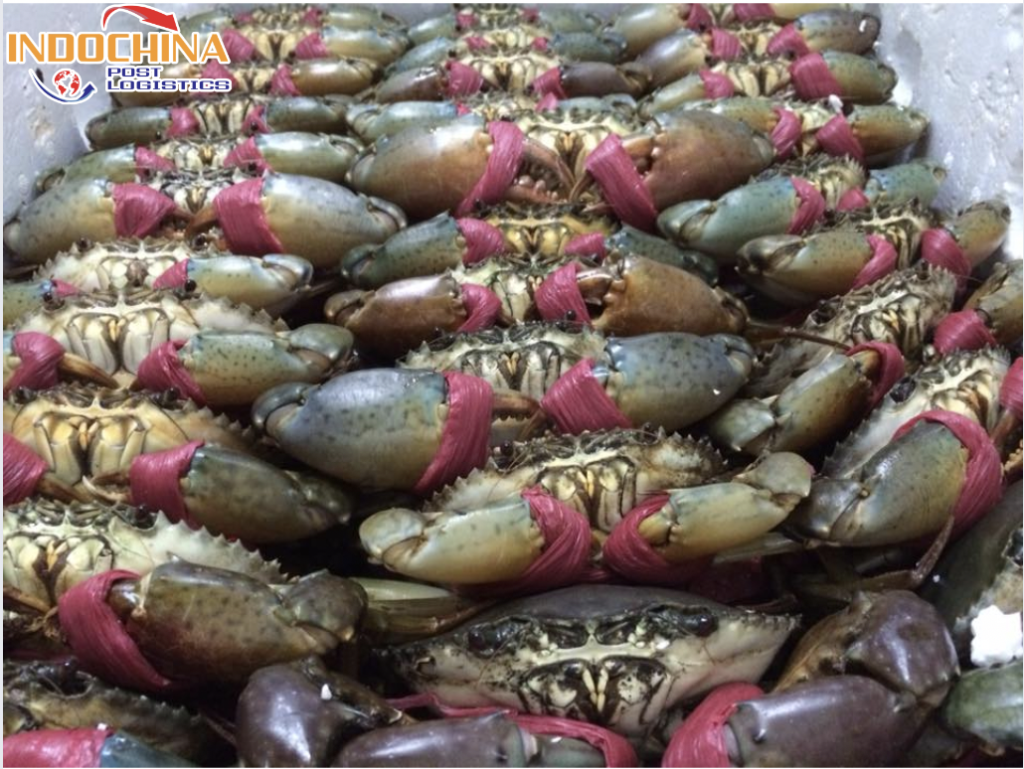 CHUYỂN PHÁT NHANH CUA ĐÔNG LẠNH TỪ HỒ CHÍ MINH ĐI QUẢNG NINH NHANH CHÓNG