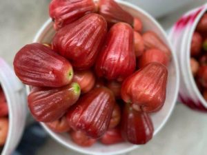 Mận An Phước đi Huế