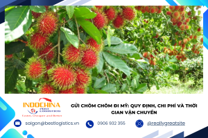 Bạn muốn gửi chôm chôm đi Mỹ? Cùng tìm hiểu quy định nhập khẩu, cách đóng gói, chi phí và thời gian vận chuyển để trái cây đến nơi nhanh chóng, an toàn.