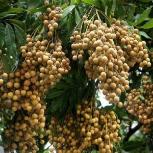 Gửi nhãn Hưng Yên