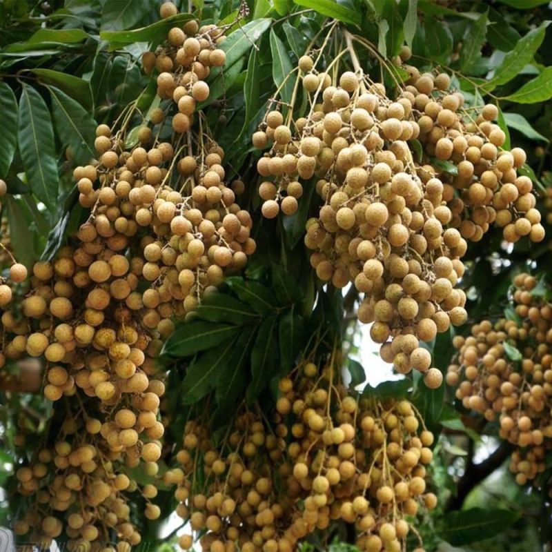 Gửi nhãn Hưng Yên