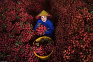Chuyển phát nhanh vải thiều Bắc Giang đi Cần Thơ