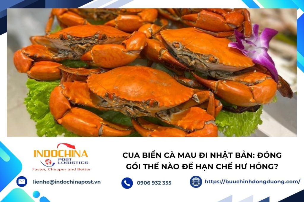 Cua biển Cà Mau được đóng gói để vận chuyển đi Nhật Bản