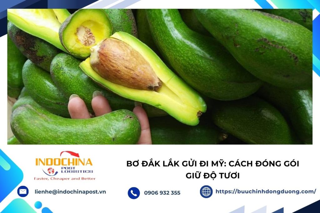 Đóng gói bơ Đắk Lắk trước khi vận chuyển sang Mỹ.