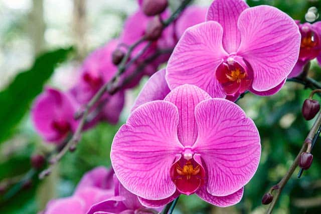 Hoa lan Hồ Điệp