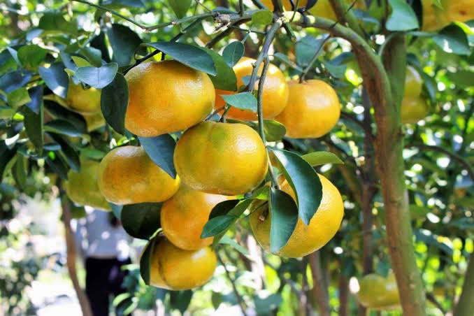 Chuyển phát nhanh quýt Bắc Kạn