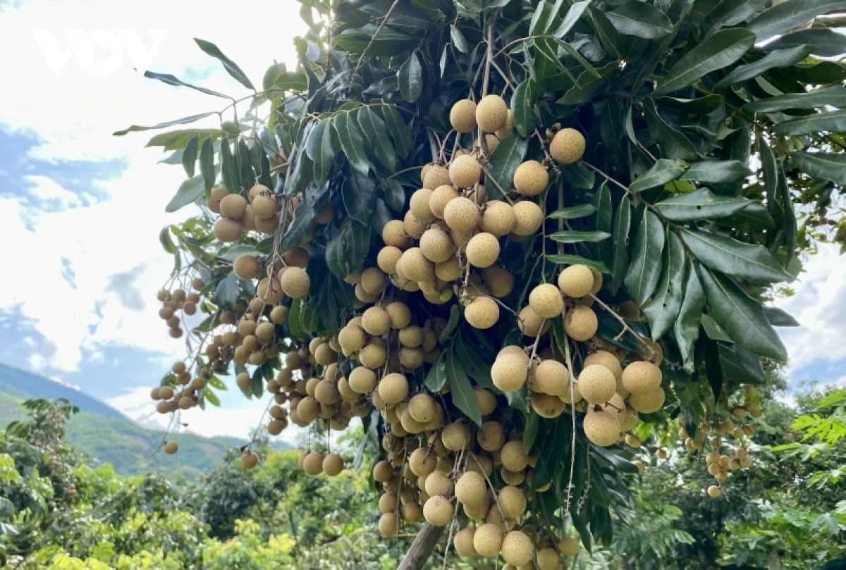 Chuyển phát nhanh nhãn Sông Mã