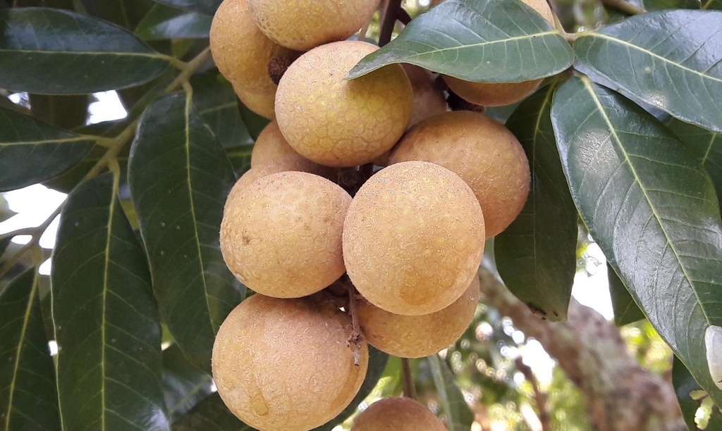 Chuyển phát nhanh nhãn Sông Mã